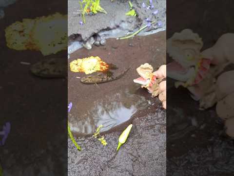 How to catch snakehead fish- snakehead feeding - SNAKEHEAD FISH #shorts #fish #channa #viralvideo