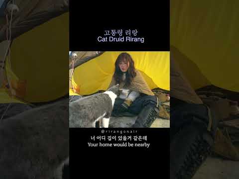 어디서든 부르면 다가오는 고양이 / Cat will come when you call