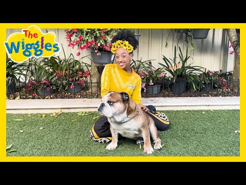 You Might Like a Pet 🐾 Cats, Dogs & More Furry Friends 🐶 The Wiggles Animal Song for Kids