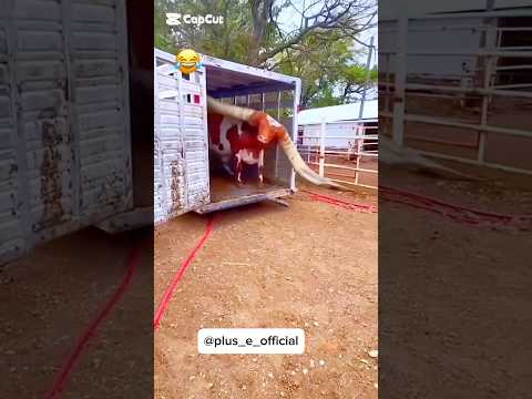 What’s going on here 🙆🏽‍♂️🏃🏾😳 #funny  #india #viral