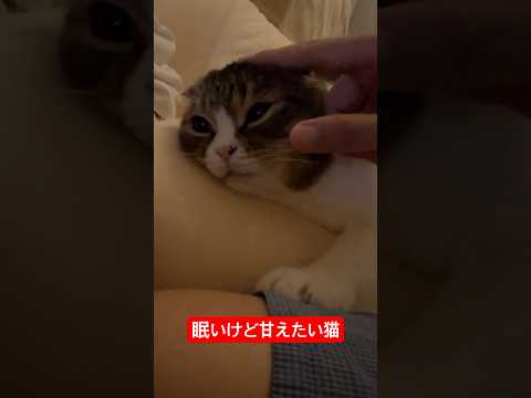 眠いけど甘えたい猫#shorts  #猫のいる暮らし  #cat