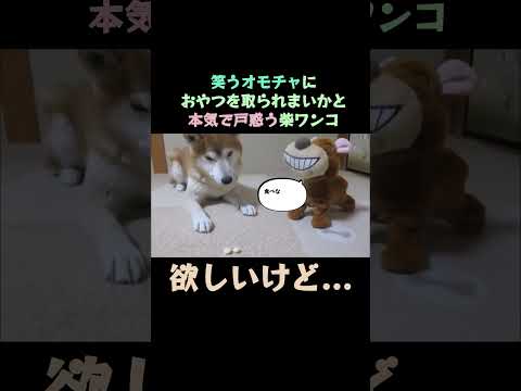 笑うオモチャにおやつを取られまいかと本気で戸惑う柴ワンコ #shorts #柴犬#shiba inu #dog