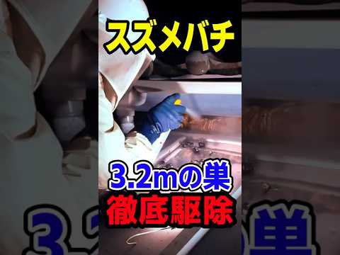 【最後にキーワード】3.2mのスズメバチの巣を駆除！