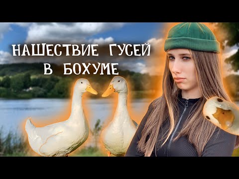 ВЛОГ | ЕДЕМ В БОХУМ | УЖАСЫ БОХУМА | НАШЕСТВИЕ ГУСЕЙ