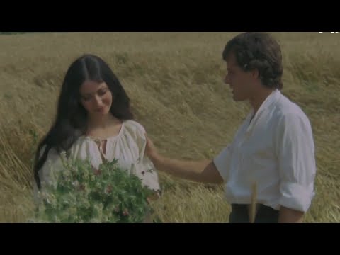 Falansterul (1979)
