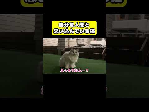 猫の動画サムネイル - 自分を人間と思いこむ猫　#猫 #おもしろ #アテレコ #ニャンチューバーつくし
