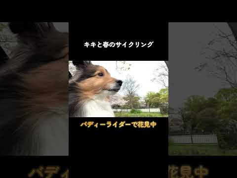 犬を自轉車に乘せて櫻竝木を走ったら最高すぎた ショートその1 #犬 #犬のいる生活 #シェルティ #バディライダー #櫻 #sheltie #dogs #shorts #自轉車