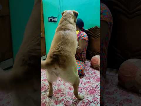 Sare treats and khilona mera hai mamma dedo 😍 #dogs #viral #labrador #coco #animal #trending #shorts