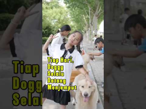 kesetiaan  seekor anjing pintar