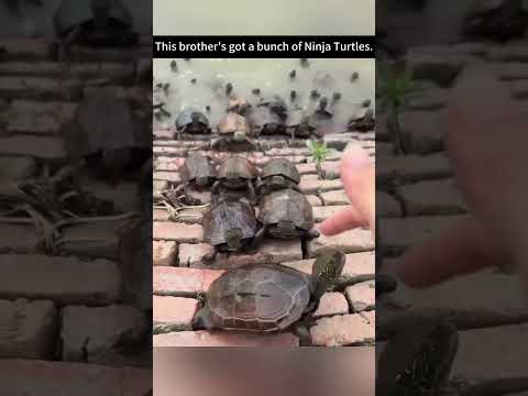 Funny Turtle #turtles #turtle #funnyraccoons #fyp #foryou #pet #pets #petsoftiktok #us