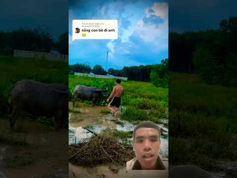 anh thanh niên nâng con trâu và cái kết #funny #dongvat #animals #memes