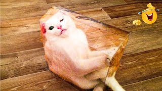 😱 It's To LAUGH When Watching This Video Of The FUNNIEST CATS On Earth 😱 - Funny Cats Life