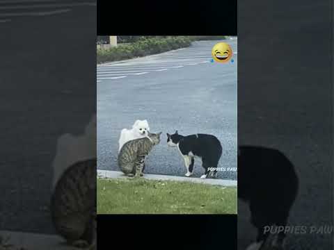 TRY NOT TO LAUGH CHALLENGE | PART 176