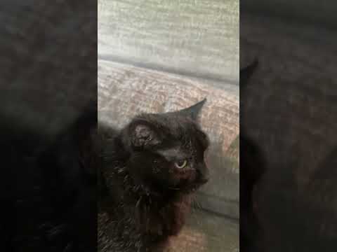 My floof #cat #cute #aww #popular #viral #floofycat #floofs #roblox #loafcat