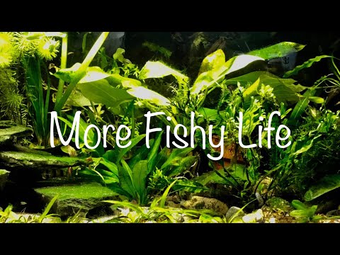 More Fishy Life Another day in the life of the 20 gallon long tank. 
Here's a couple other videos of this tank if yo