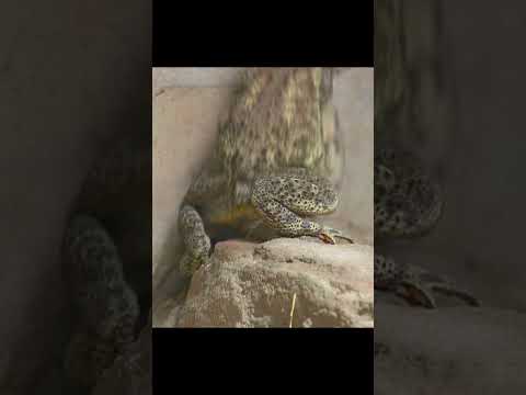 You Can’t Hide, It Smells You #animals #wildlife #shorts #video