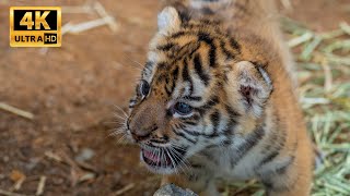 【Baby Tiger】 ベンガル虎の赤ちゃん 生後45日