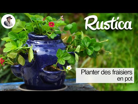 La plantation des fraisiers en pot au balcon