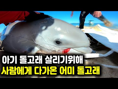'아기 돌고래' 살리려고 사람에게 다가온 어미 돌고래 그런데..