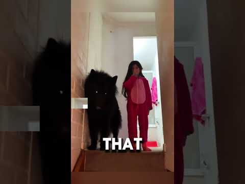 Drako The Groenendael 🐶 #petshub #dogbreed #facts #petcareprovider #foryou #groenendael #foryou