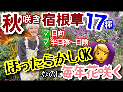 【放ったらかしOKな秋咲き宿根草】実際に育ててみて、ほぼ放置で毎年花が咲くもの限定でご紹介😊/ 楽にガーデニングするから、この秋にコレ植えて‼️日向向き10種、半日陰〜日陰向き7種【ガーデニング】