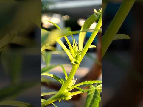 กัญLGBT2 King Li-ion กัญLGBT2