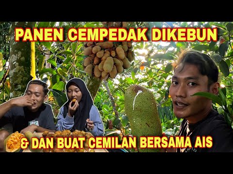 PANEN CEMPEDAK DI KEBUN SENDIRI & BUAT CEMILAN BERSAMA AIS