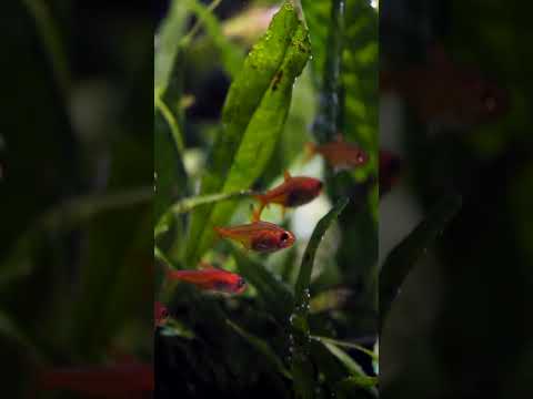 Planted Aquarium + Ember Tetras = Perfection 🔥 #shorts