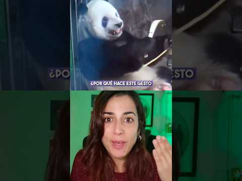 El motivo de por qué este OSO PANDA enseña los dientes te Conmoverá🥺