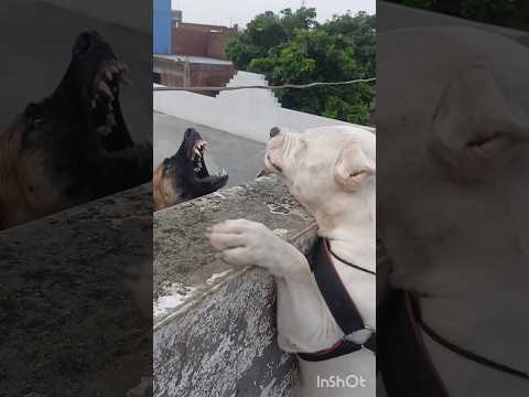 Don't Mess with My💪 Dogo Argentino🤘🏻😳 vs German shepherd dog #doglover #dogs #shorts #viral