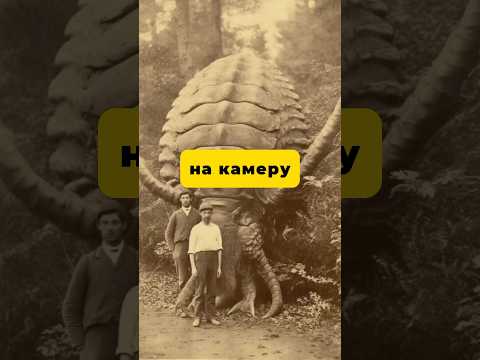 Вымершие животные снятые на камеру #shorts #mystery