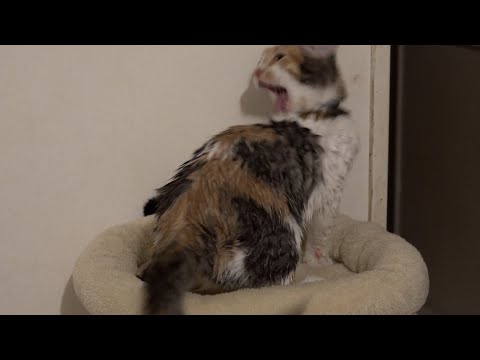 Intense Grooming After Shower - #Cat #Grooming #ASMR #kitten #grooming #4k