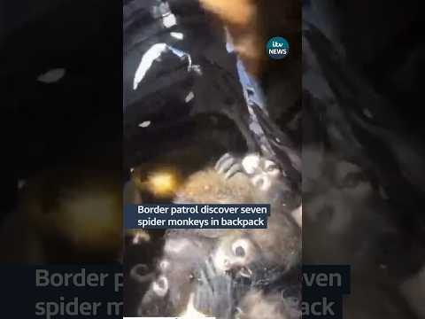 Seven spider monkeys found in backpack #itvnews #news #spidermonkey