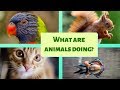 Animal Activities in Different Sections