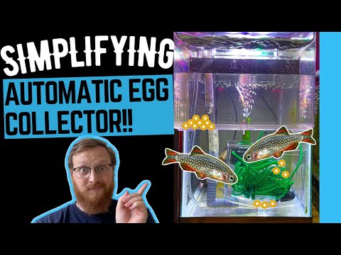 SIMPLIFYING the Automatic Egg Harvester This simplification to breeding came as an accident as I wanted to see if the idea I had would be po