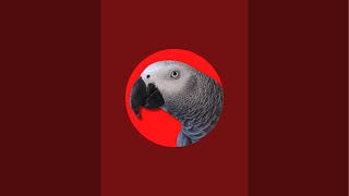 Gizmo the Grey Bird is live!