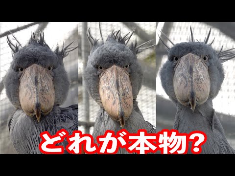 同じ日でも髪型と顔が見るたびに違うって? by ハシビロコウふたば【春のふたば2025-8】Futaba, Shoebill   spring  2025-8