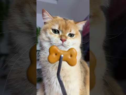 Cat Nika loves fast food 🍔 #cat #cats