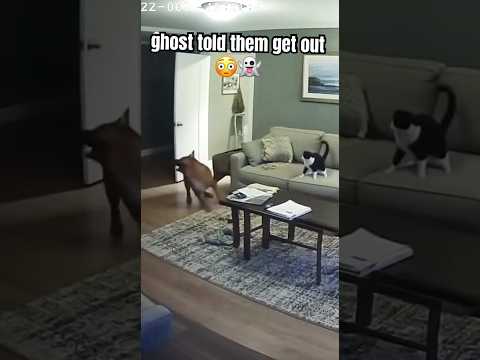 Ghost Caught Opening Door? 👻