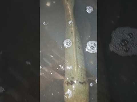 നമുക്ക് ഇന്നലെ വൈകിട്ട് കിട്ടിയ രണ്ട് വരാൽ