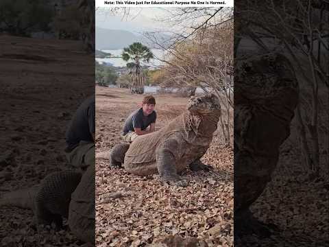 How To Escape From A Komodo Dragon? 🐉😱