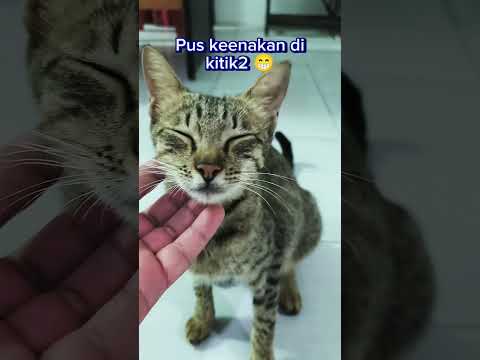 Kucing geli 😁 #cat #kucing #shorts