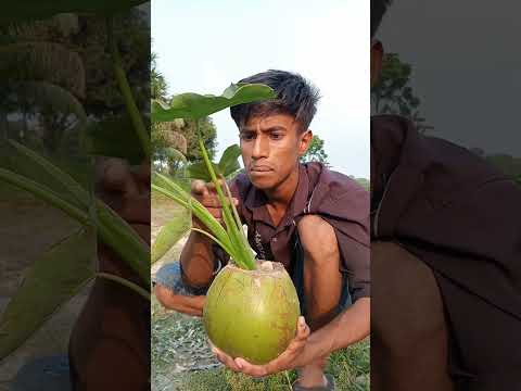 Making seedlings from discarded cans #survival #bushcraft #outdoors #camping #lifehacks #bamboo