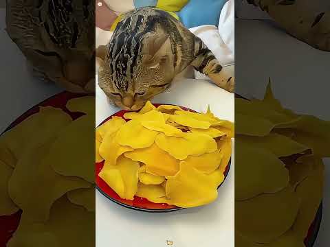 The cat implies that he wants it too🤣😽😸 #youtube #funny #cat #catvideos #catshorts #cats