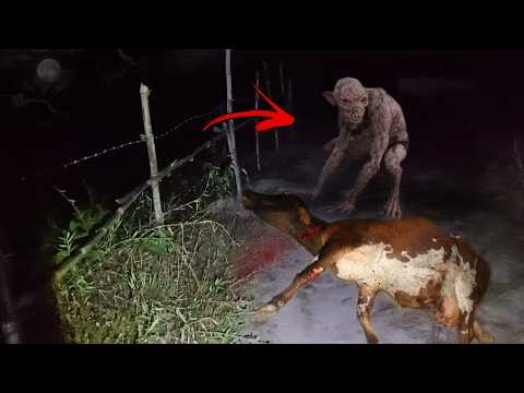 CHUPA CABRA ATACA Á MEIA-NOITE: O Predador Noturno das Cabras 🐐👽