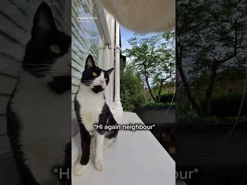 Snowys back to meeting new friends📷🐈 @insta360 check out link in bio for cam#cat #catfunny#cute