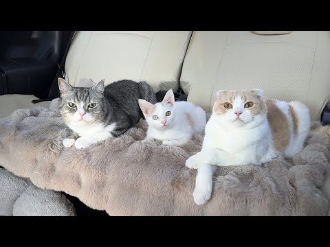 真冬に暖房が壊れて猫たちと避難する事になりました。