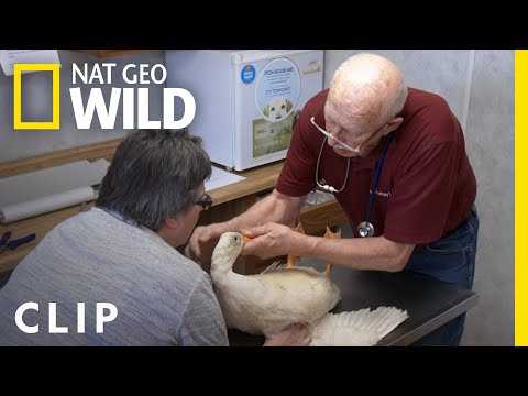 A Flock of Ducks Get a Little Bit of Help | The Incredible Dr. Pol