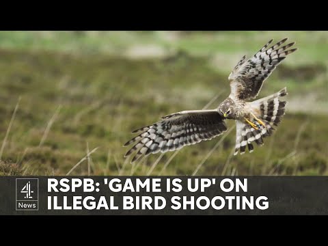 Secret filming uncovers illegal killings of rare birds in England
