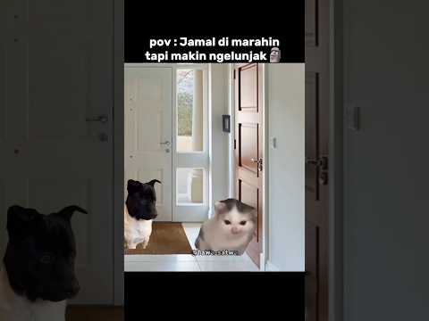 dasar Jamal😹 #memes #edit #cat #memengakakkocak #catmemes #funny #imut   #lawak #shorts #catlovers